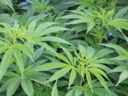 City seeks to expand cannabis businesses