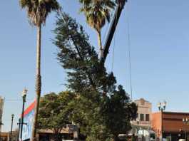 Holiday tree arrives downtown
