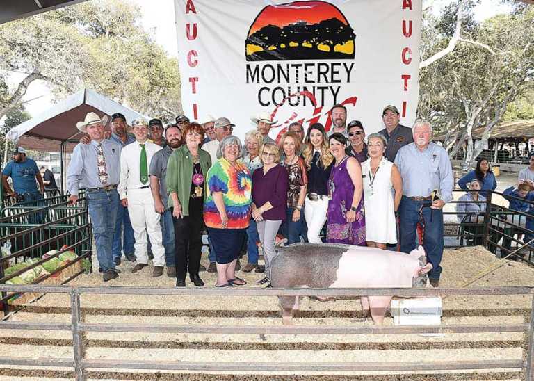 Monterey County heritage hog sells for $33K