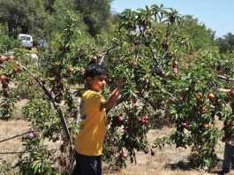 Farm Discovery’s Sprouts Camp set for June 26-30