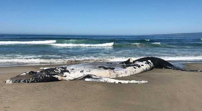Juvenile whale washes ashore