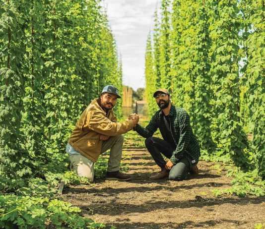 Business brewing: Historic crop making comeback as city takes cautious step into brew scene