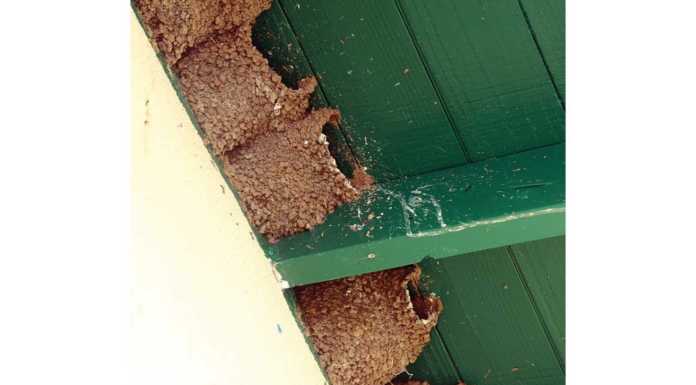 Swallows’ nests a joy, headache at PV High