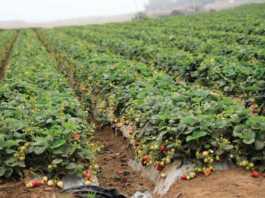 California Strawberry Commission supports every aspect of the industry