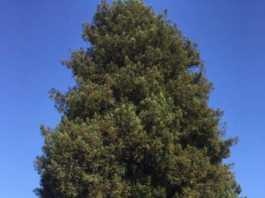 Heritage Trees dwindling