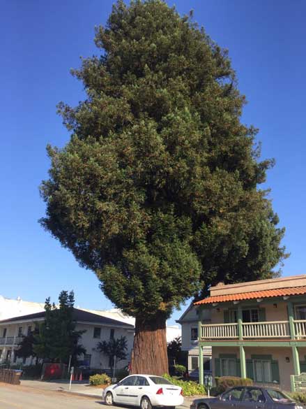 Heritage Trees dwindling