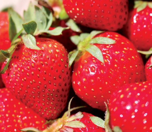 Strawberry industry settles after hectic start to season