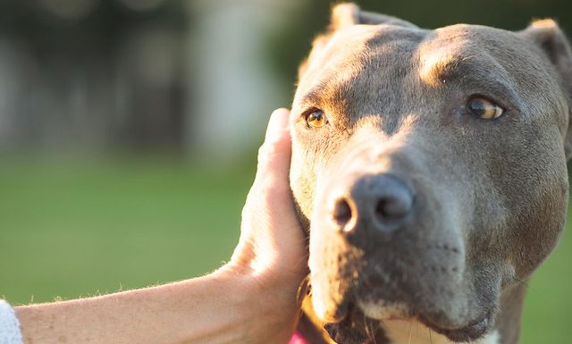 Keeping pets safe on Fourth of July fourth of july pets