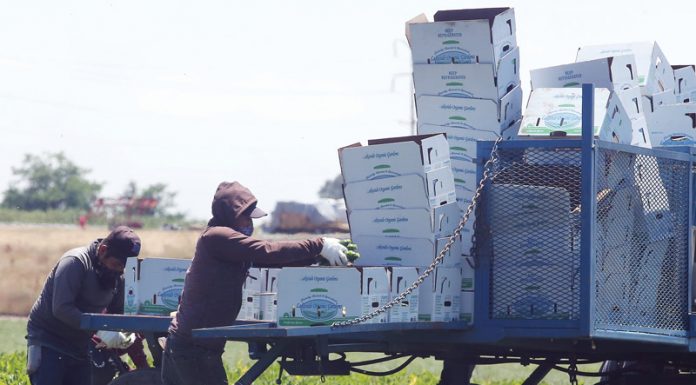 Ag industries buoyed by federal loans