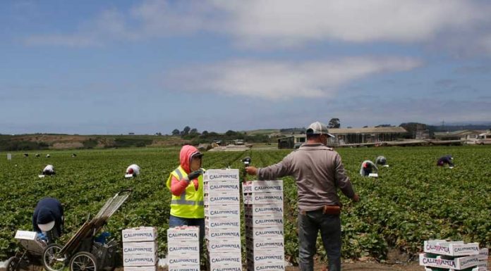 Berry yields dip as harvest wraps up Santa Cruz County
