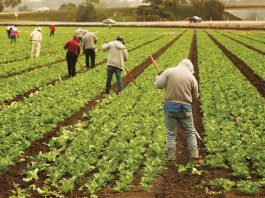 CCOF offers grants to farmers affected by fires Santa Cruz County covid-19 latinx