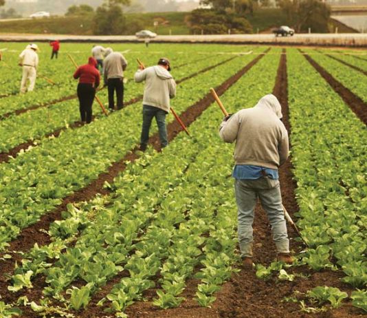 Santa Cruz County covid-19 latinx