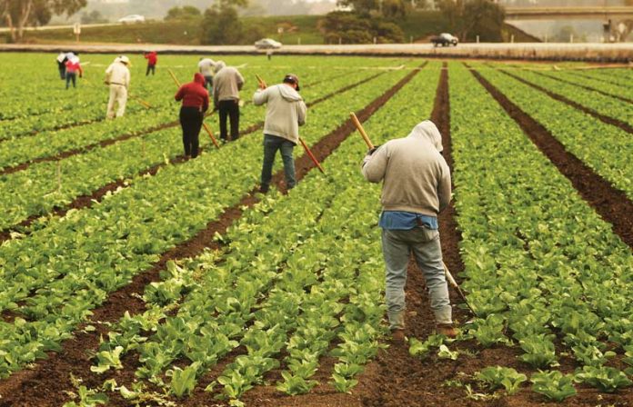 Santa Cruz County covid-19 latinx