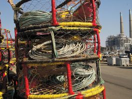Regulations could pinch crab fishermen crab season regulations