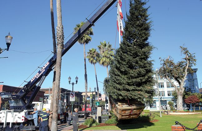 Watsonville holiday tree