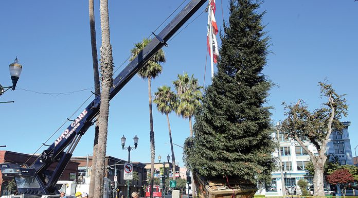 Watsonville holiday tree