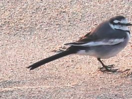 Rare bird a surprise visitor to Santa Cruz County white wagtail Santa Cruz county