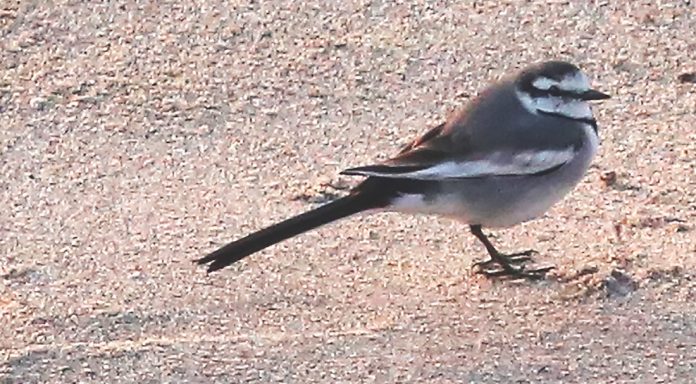 white wagtail Santa Cruz county