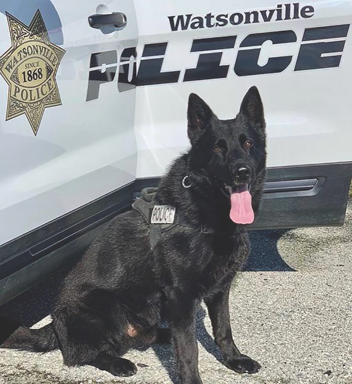 K9 Ranger watsonville