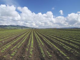 central coast watsonville weather