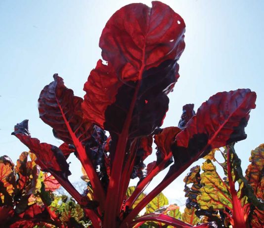 Organic produce sales up 9%, tops $2B for the quarter