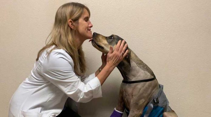 Birchbark Foundation aims to support human-animal bond