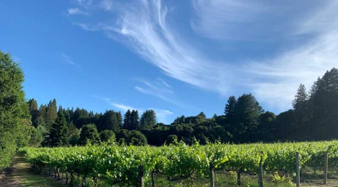 wineries pajaro valley