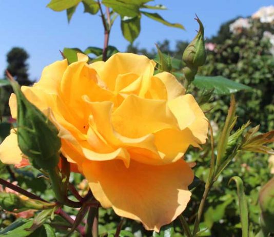 Rose Society to kick off pruning classes this weekend