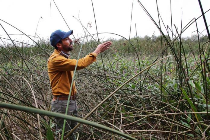 watsonville wetlands