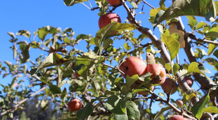 Open Farm Tours