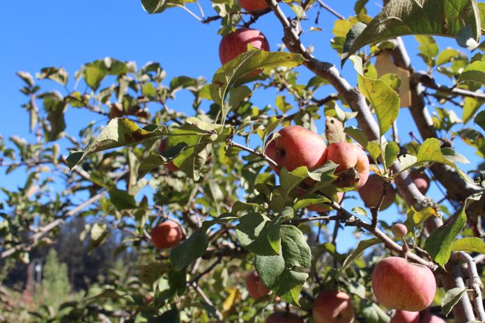 Open Farm Tours