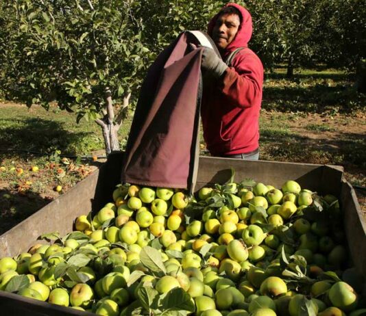 Apple season in full swing at Pista Farmlands