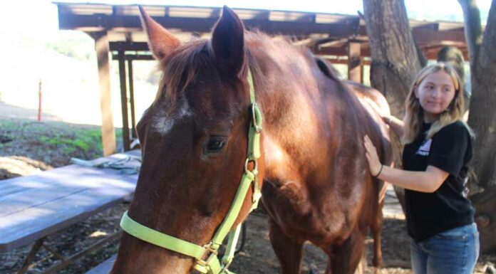 Anonymous donor gifts rescue horse to CASA Santa Cruz