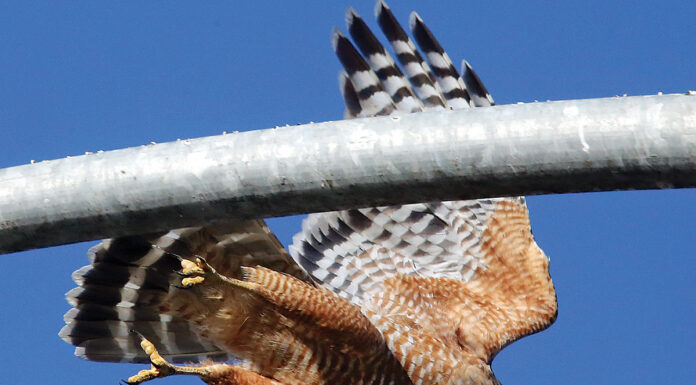 Rarities spotted in Christmas Bird Count Christmas Bird Count Watsonville
