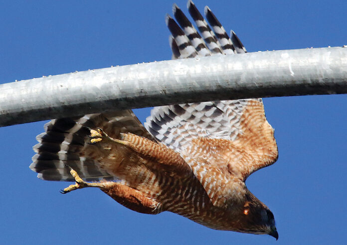 Christmas Bird Count Watsonville