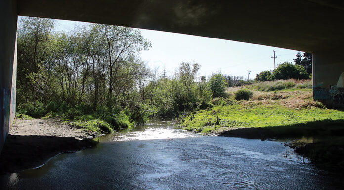 Pajaro River levee