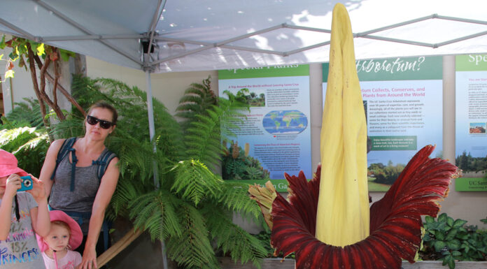 One flower, one day, huge crowds: Corpse flower blooms corpse flower