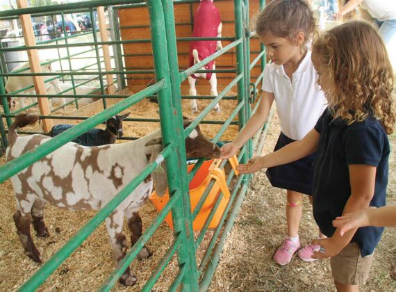 santa cruz county fair goat