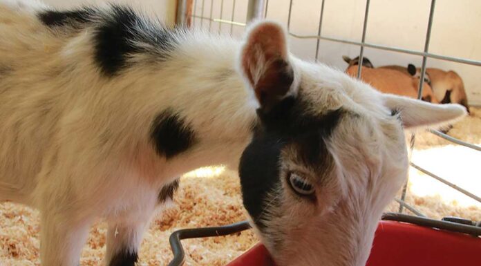 santa cruz county fair goat