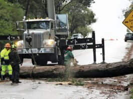 kennedy road fallen tree