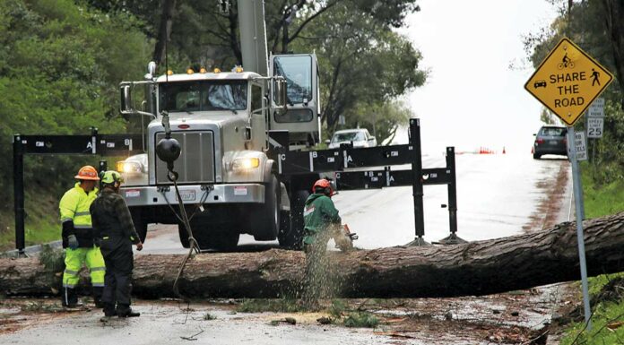 kennedy road fallen tree