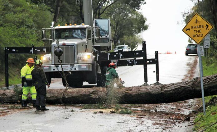 kennedy road fallen tree