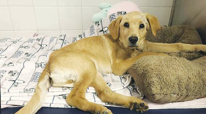 puppy animal cruelty case watsonville