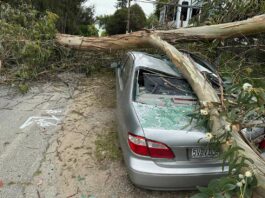 aromas road fallen tree