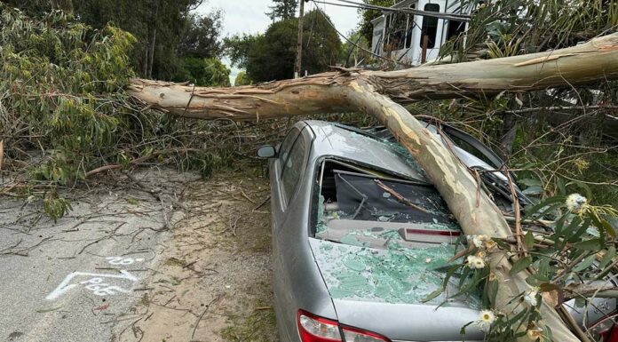 aromas road fallen tree