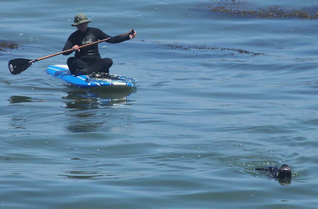 sea otter santa cruz