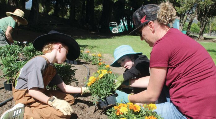 Santa Cruz County fairgrounds flower planting