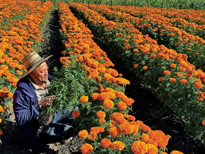 marigolds hall road farm