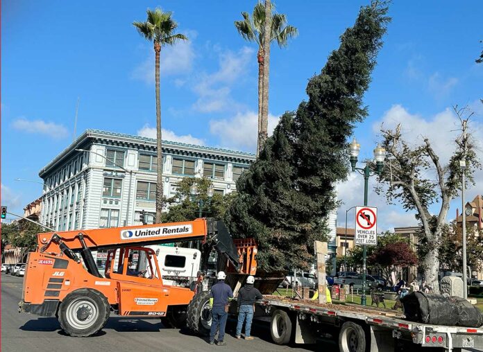 watsonville plaza sequoia tree holiday