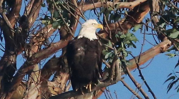 bald eagle twin lakes santa cruz